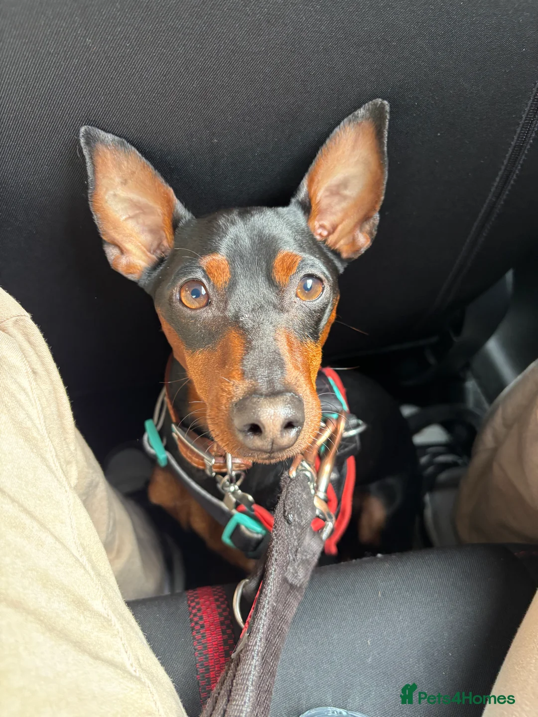 Miniature Pinscher dogs for stud: Miniature Pinscher Male Available for Stud in Enfield - Advert 4