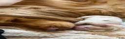 Cocker Spaniel dogs for sale: Waitlist! KC Show stunning cocker spaniel puppies - Advert 8