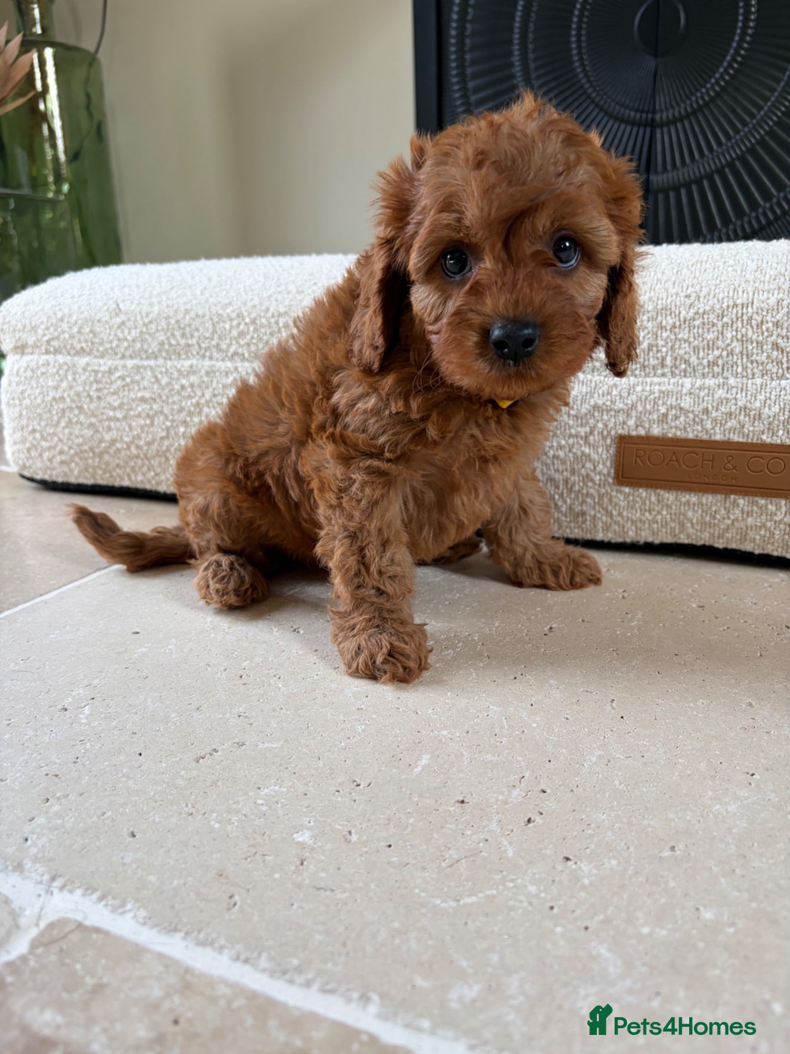 Cavapoo dogs DNA tested Dark red F1 cavapoo pups  - Advert 5