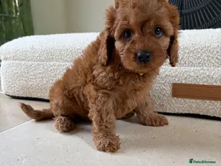 Cavapoo dogs DNA tested Dark red F1 cavapoo pups - Advert 5