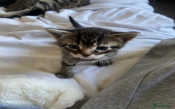 Domestic Shorthair cats for sale: Beautiful kitten healthy & playful - Image 2