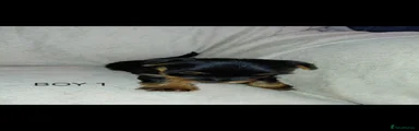Yorkshire Terrier 1