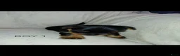 Yorkshire Terrier dogs for sale: Yorkshire Terrier INDIVIDUAL HEALTH CERTIFICATE in Poole - Advert 5