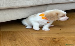 Mixed Breed dogs for sale: Beautiful Beagle X Cavapoo Puppies 🐾  - Image 8