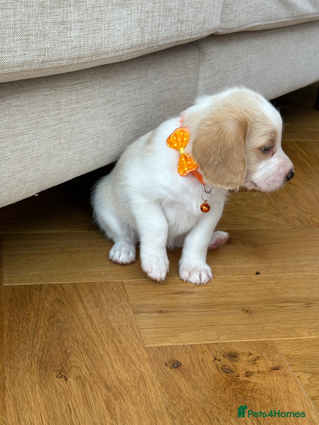 Mixed Breed dogs for sale: Beautiful Beagle X Cavapoo Puppies 🐾  - Image 8