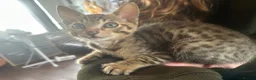 Savannah cats for sale: Beautiful Male Savannah f5 in Alresford - Advert 4