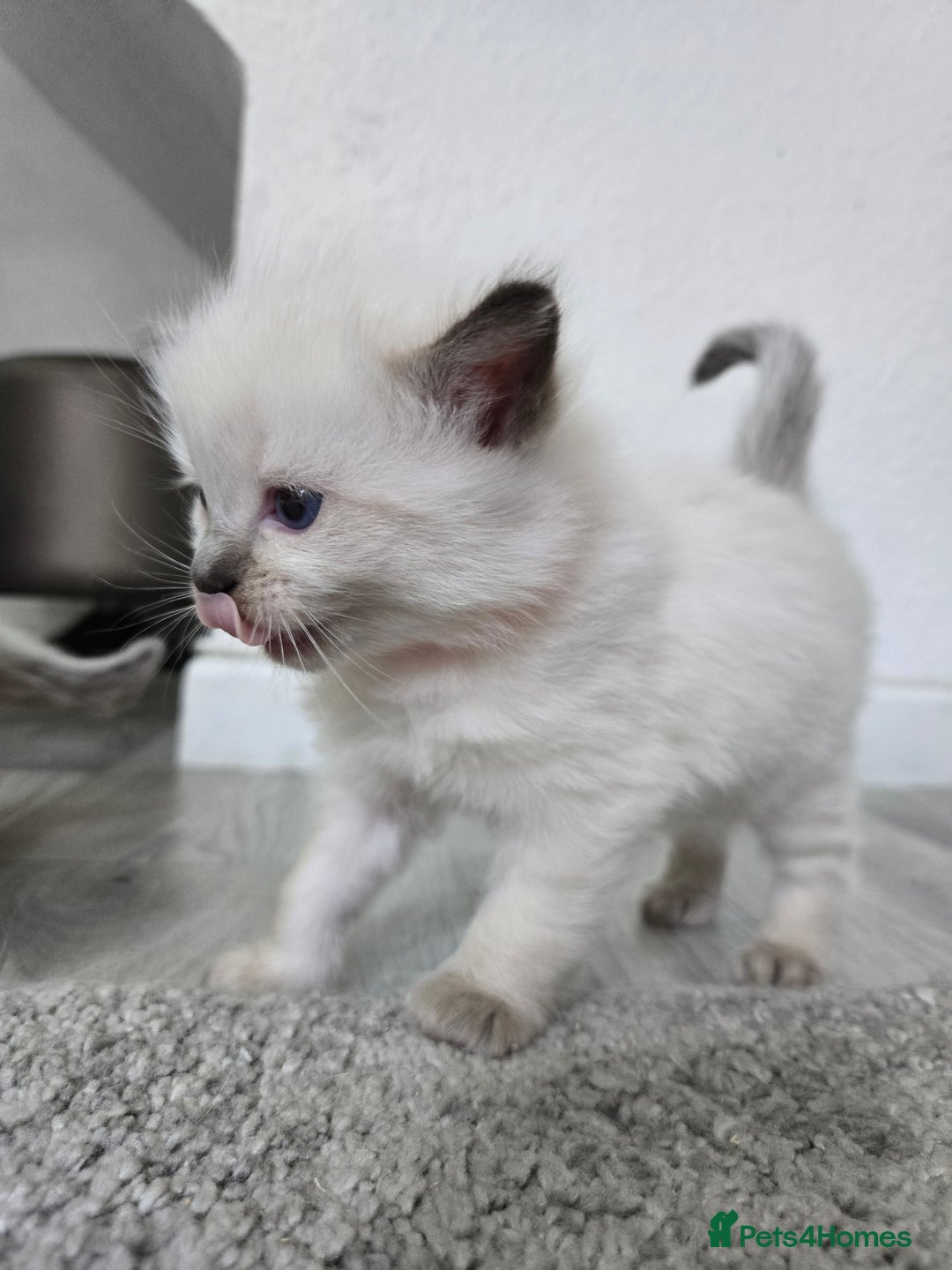 Ragdoll cats for sale: Stunning Ragdolls (ready 17th August) in Bristol - Image 13