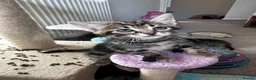 Mixed Breed cats for sale: Adorable bengal&tabby mix kittens  - Advert 7