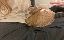 French Lop rabbits for sale: 4 x mixed breed lop bunnies 2 x albino REW 2 x not - Image 18
