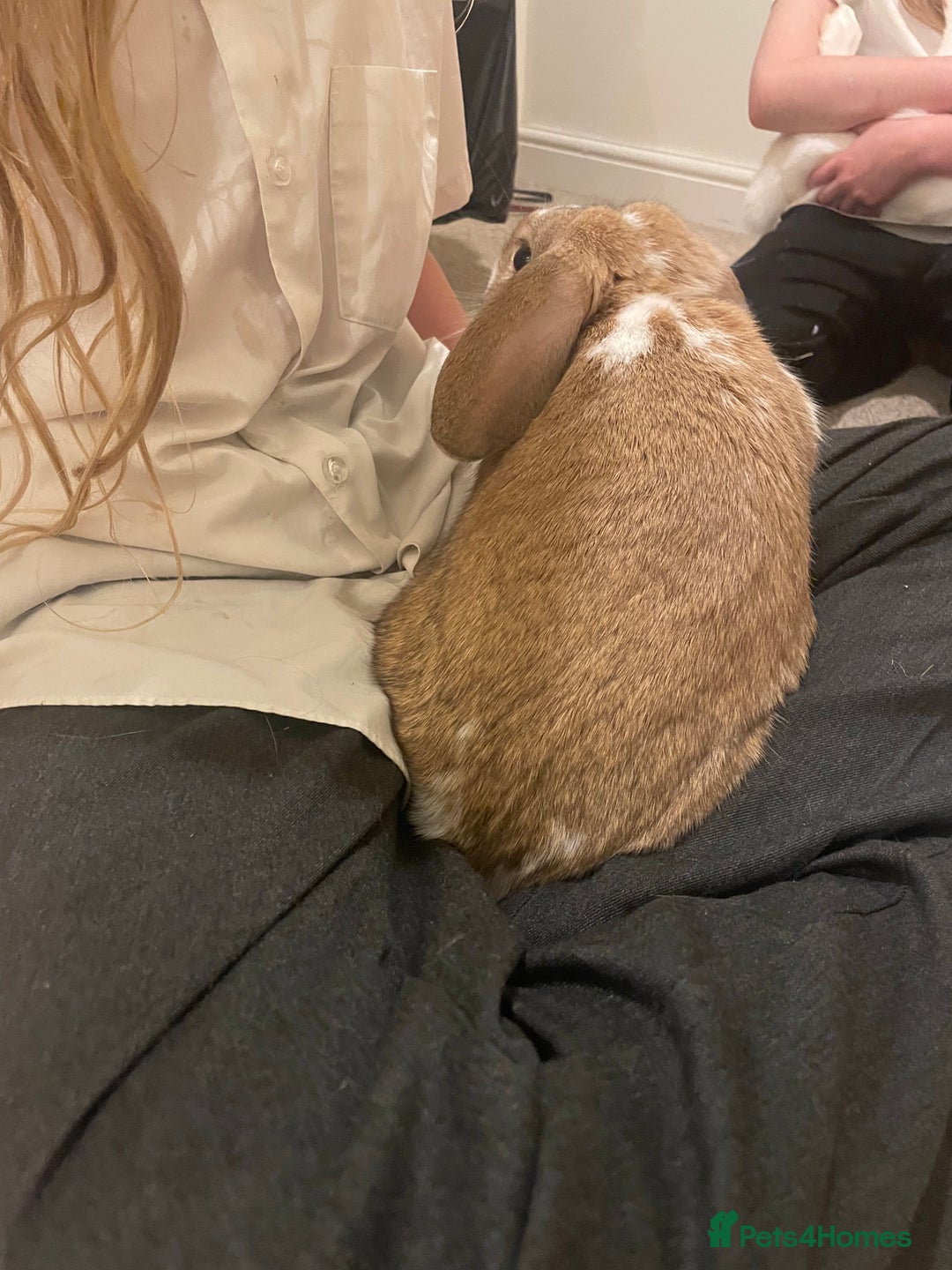 French Lop rabbits for sale: 4 x mixed breed lop bunnies 2 x albino REW 2 x not - Image 18