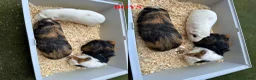Guinea Pig rodents for sale: Guinea Pigs (Boys & Girls – Sold in Groups) - Advert 2