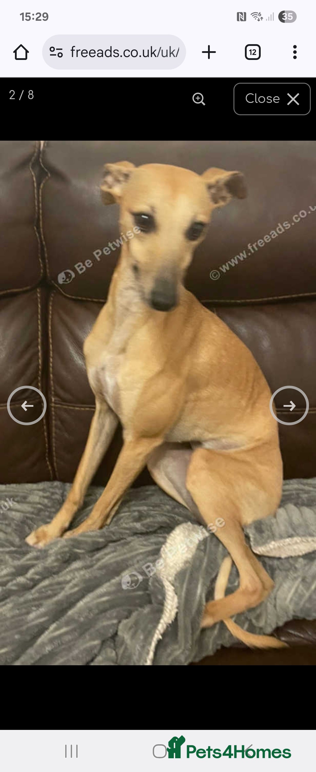 Whippet dogs for sale: Beautiful female whippet  - Advert 9