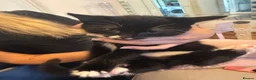 Mixed Breed cats for sale: Kittens for sale - Advert 2