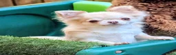 Chihuahua dogs for sale: Outstanding KC reg long haired chihuahuas - Advert 4