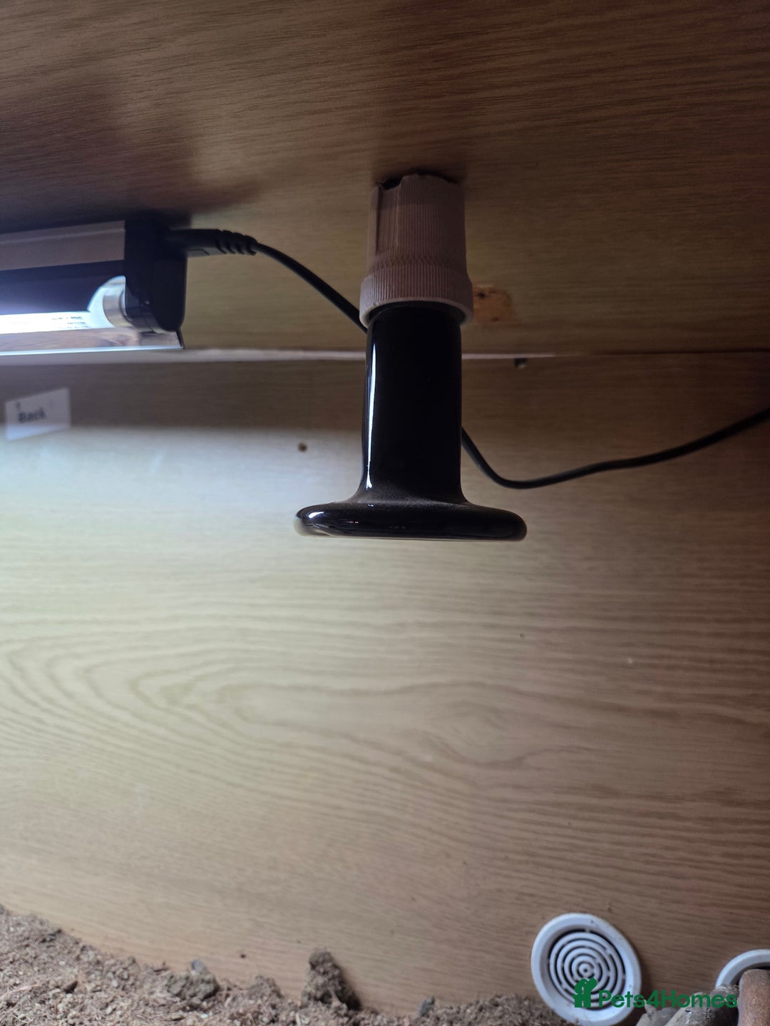 Tortoise reptiles for sale: Leopard toitoise - Advert 4