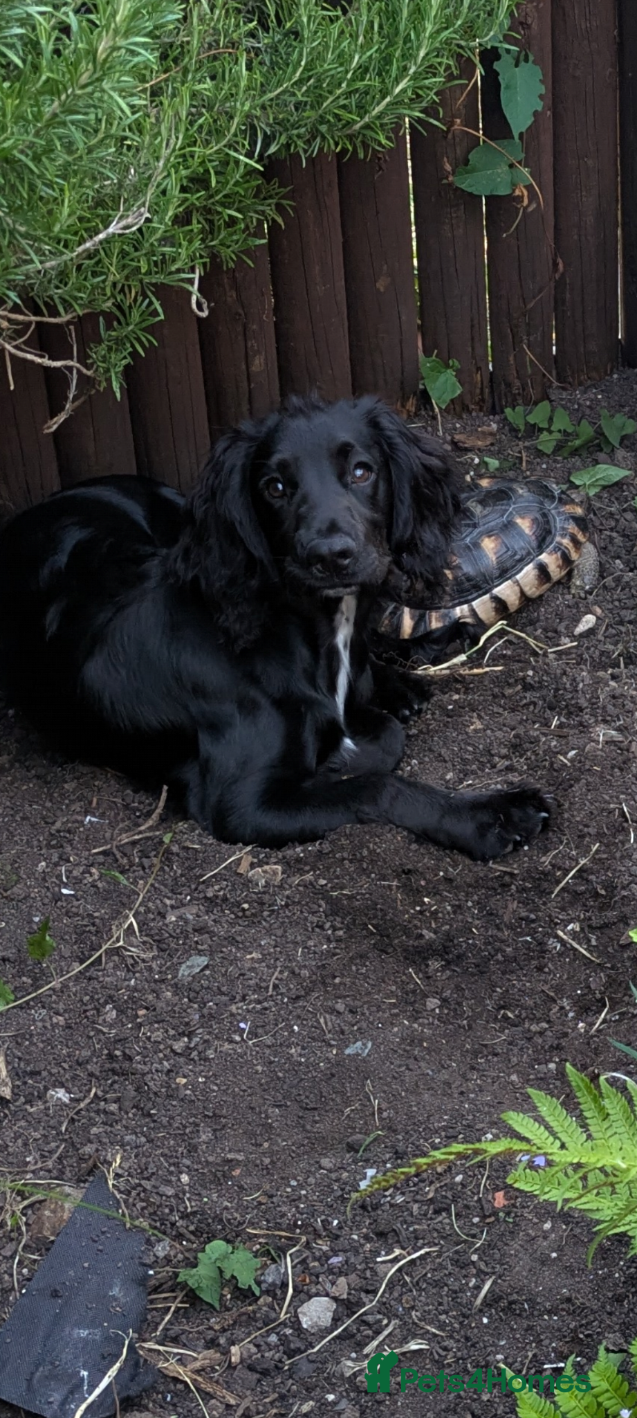 Cocker Spaniel dogs for stud: KC Registered Black Cocker Spaniel Stud (unproven) - Advert 2
