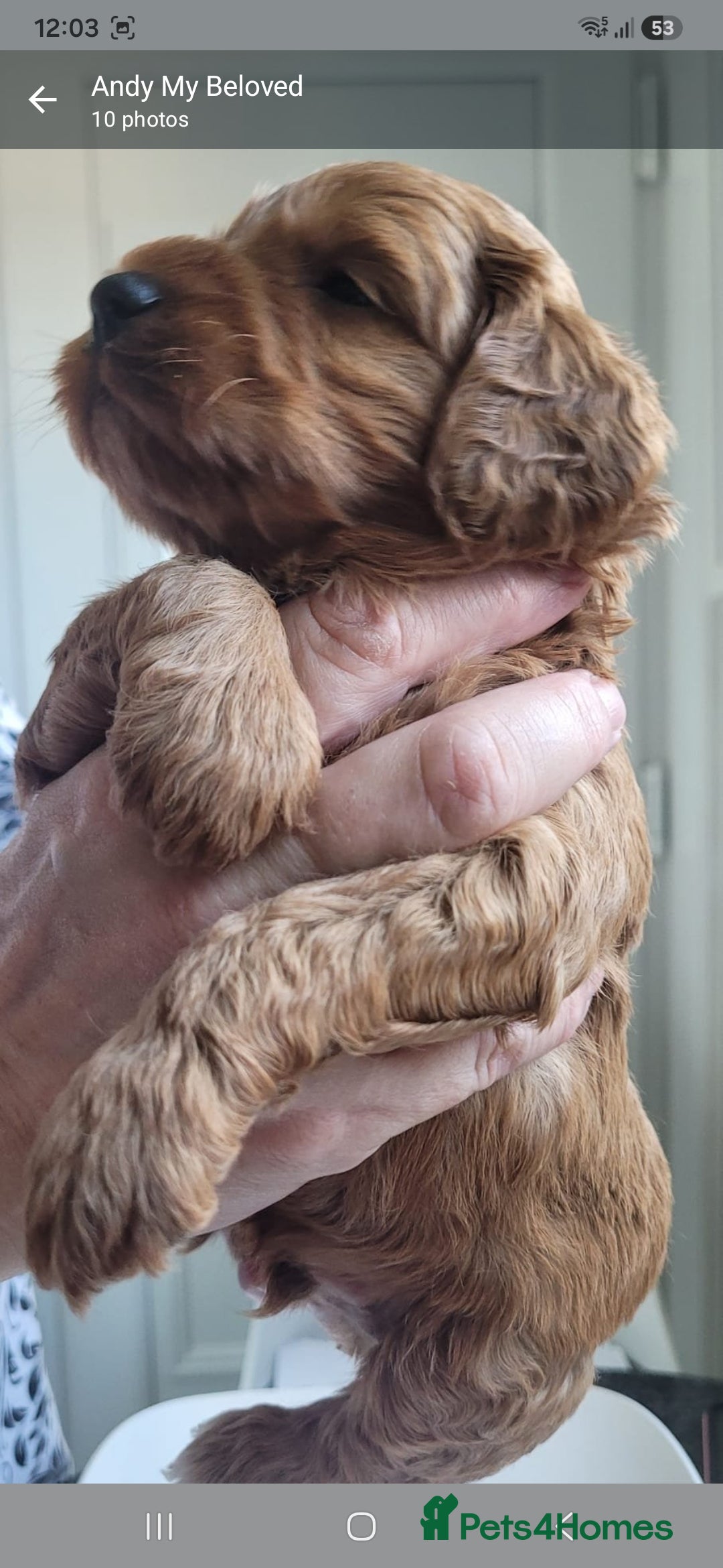 Cavapoo dogs HEALTH-TESTED CAVAPOO ETHICAL RESPONSIBLE BREEDING - Advert 2