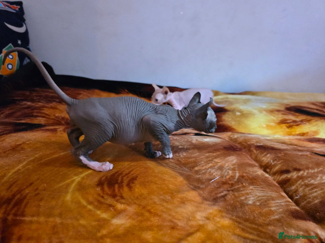 Sphynx cats for sale: Adorable Male Kitten – Sphynx x Devon Rex Cross - Advert 5