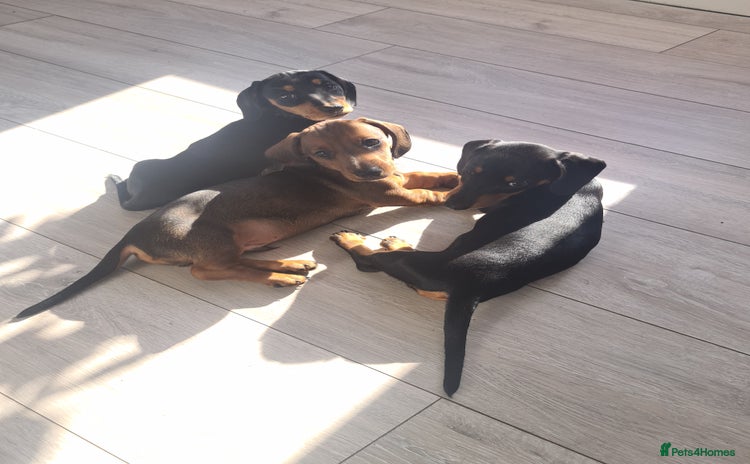 Miniature Dachshund dogs - Advert 15