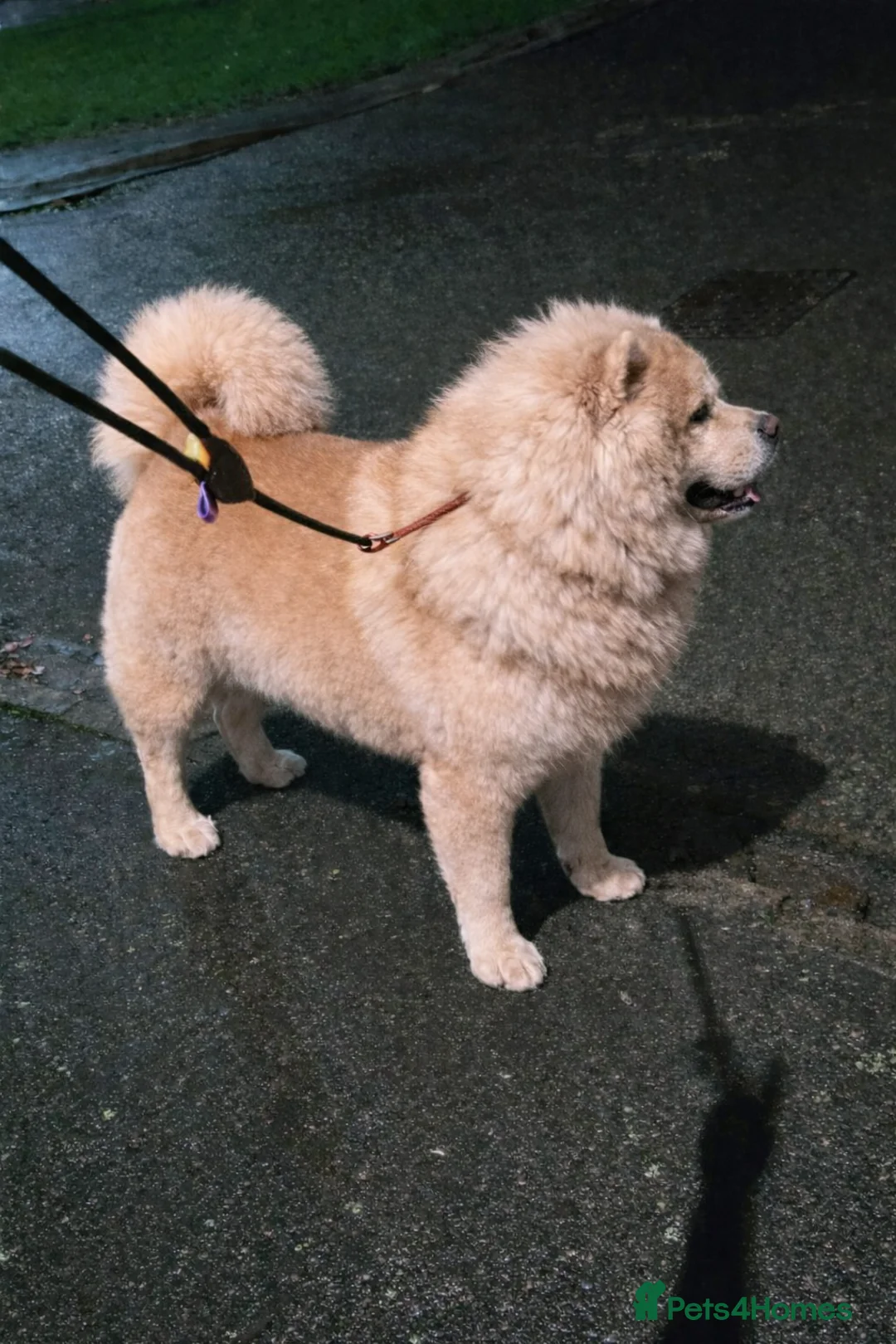 Chow Chow dogs for stud: 🌍 UKs first Lilac Panda Chow Chow Stud - KC - Advert 3