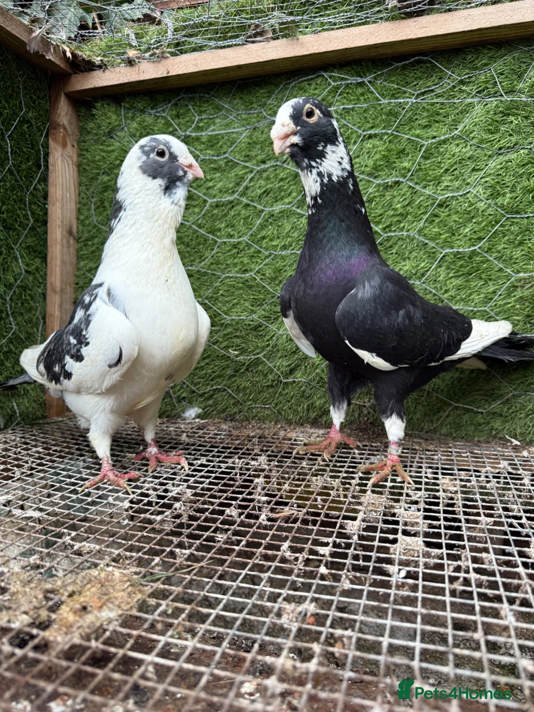 Pigeons birds for sale: Top Quality Strong Breeding Pair – Vaccinated - Advert 39