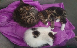 Mixed Breed cats for sale: The three musketeers are looking for new homes - Image 20