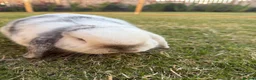 Mini Lop rabbits for sale: 2 Beautiful Mini Lop Rabbits with Premium Hutch - Advert 5