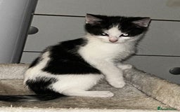 Mixed Breed cats for sale: 4 beautiful mixed breed kittens, ready to leave. - Image 4