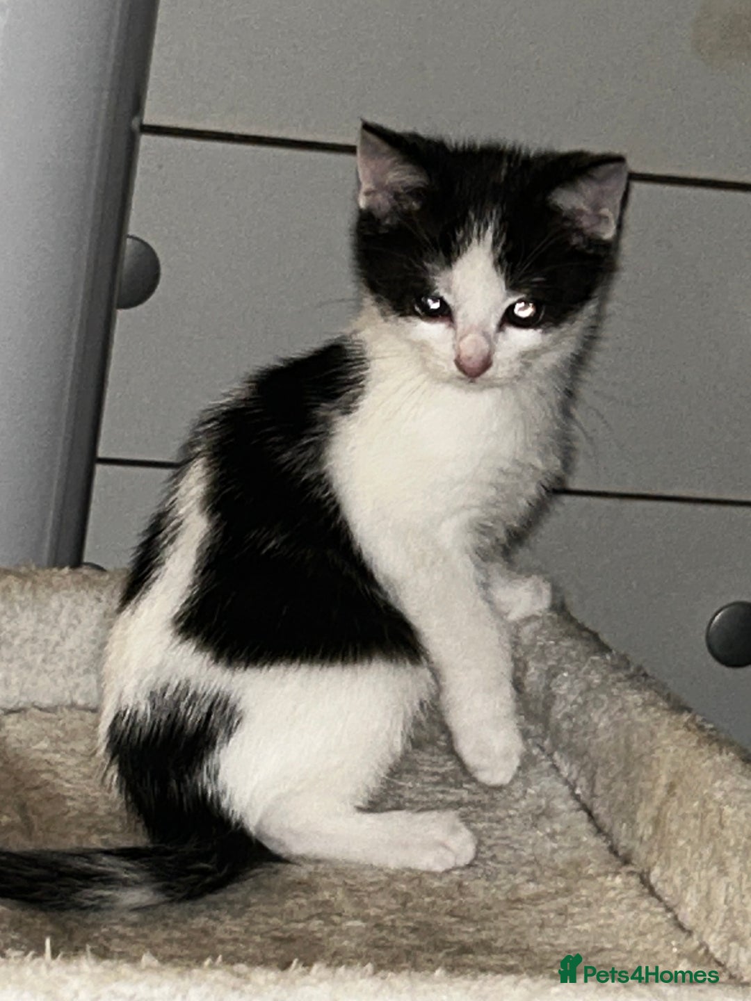 Mixed Breed cats for sale: 4 beautiful mixed breed kittens, ready to leave. - Image 4