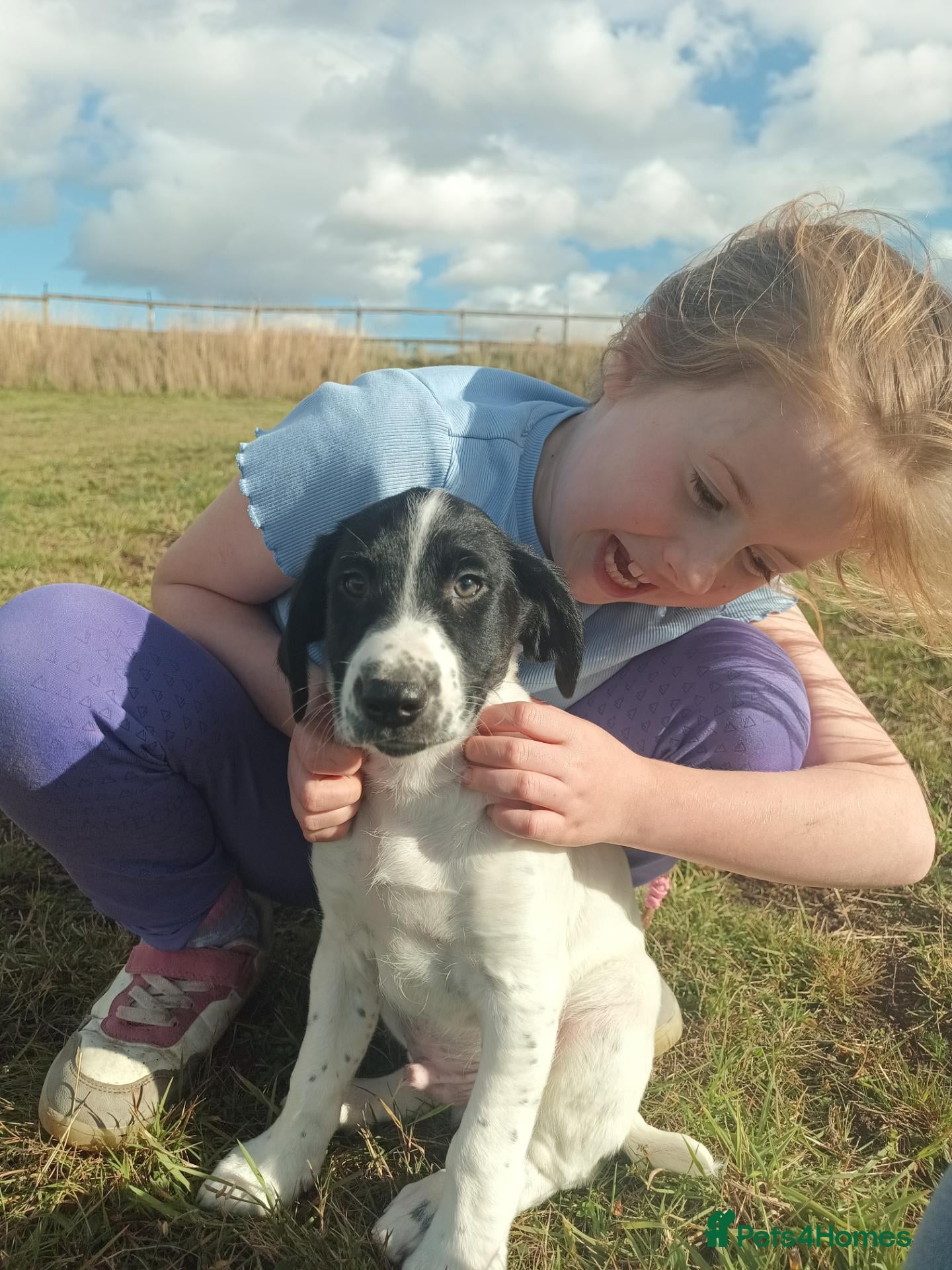 Sprocker dogs LAST PUP - Advert 2