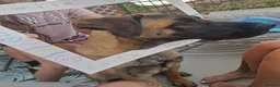 Mixed Breed dogs for sale: Bailey our 10 month old Mali X Cane - Advert 3