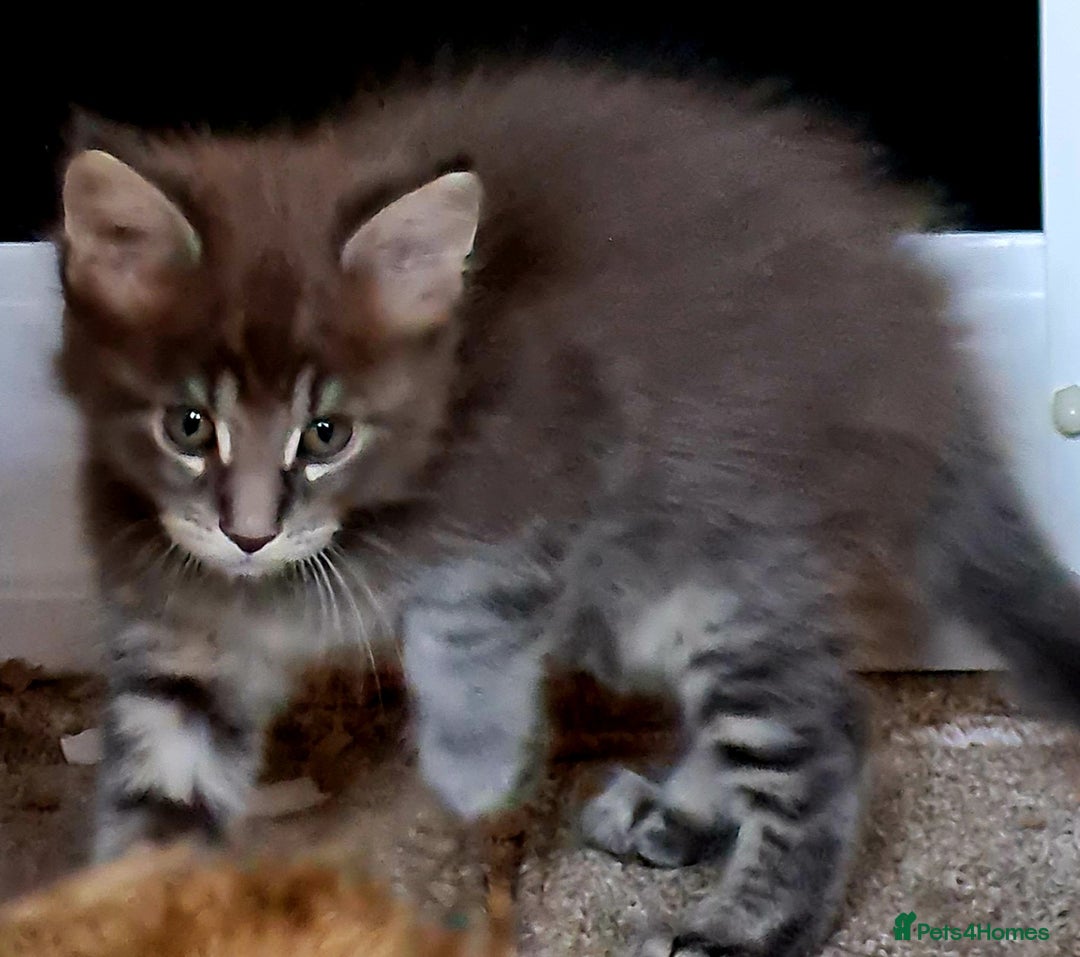 Maine Coon cats for sale: Gorgeous Maine coon boy available  - Image 3