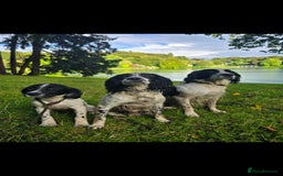 English Springer Spaniel dogs for sale: Arwen the kc springer - Advert 6