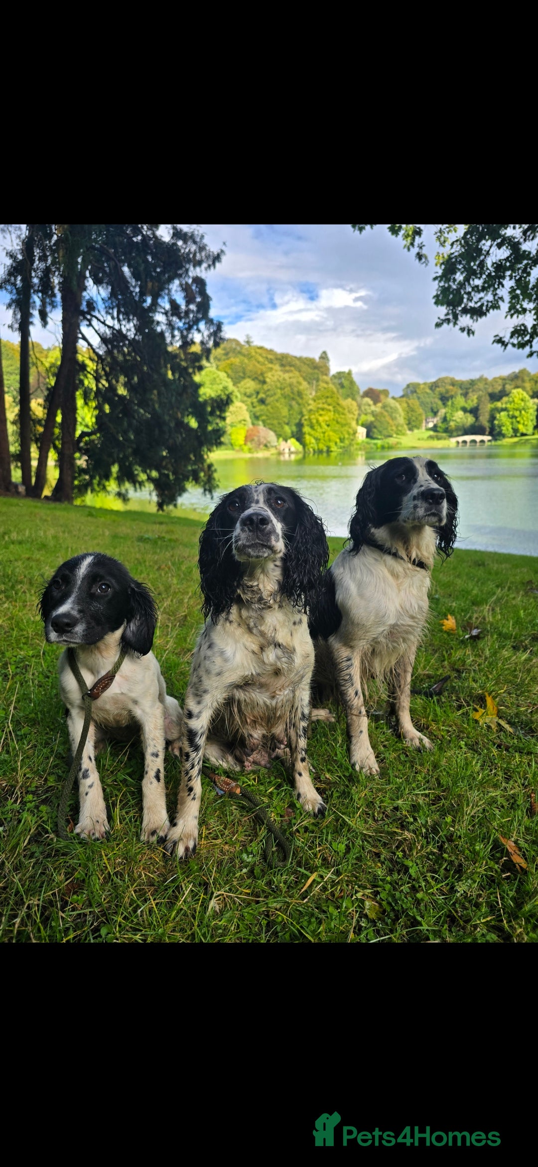 English Springer Spaniel dogs for sale: Arwen the kc springer - Advert 6