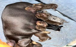 Dachshund dogs for sale: Beautiful miniature dachshund puppies - Image 19