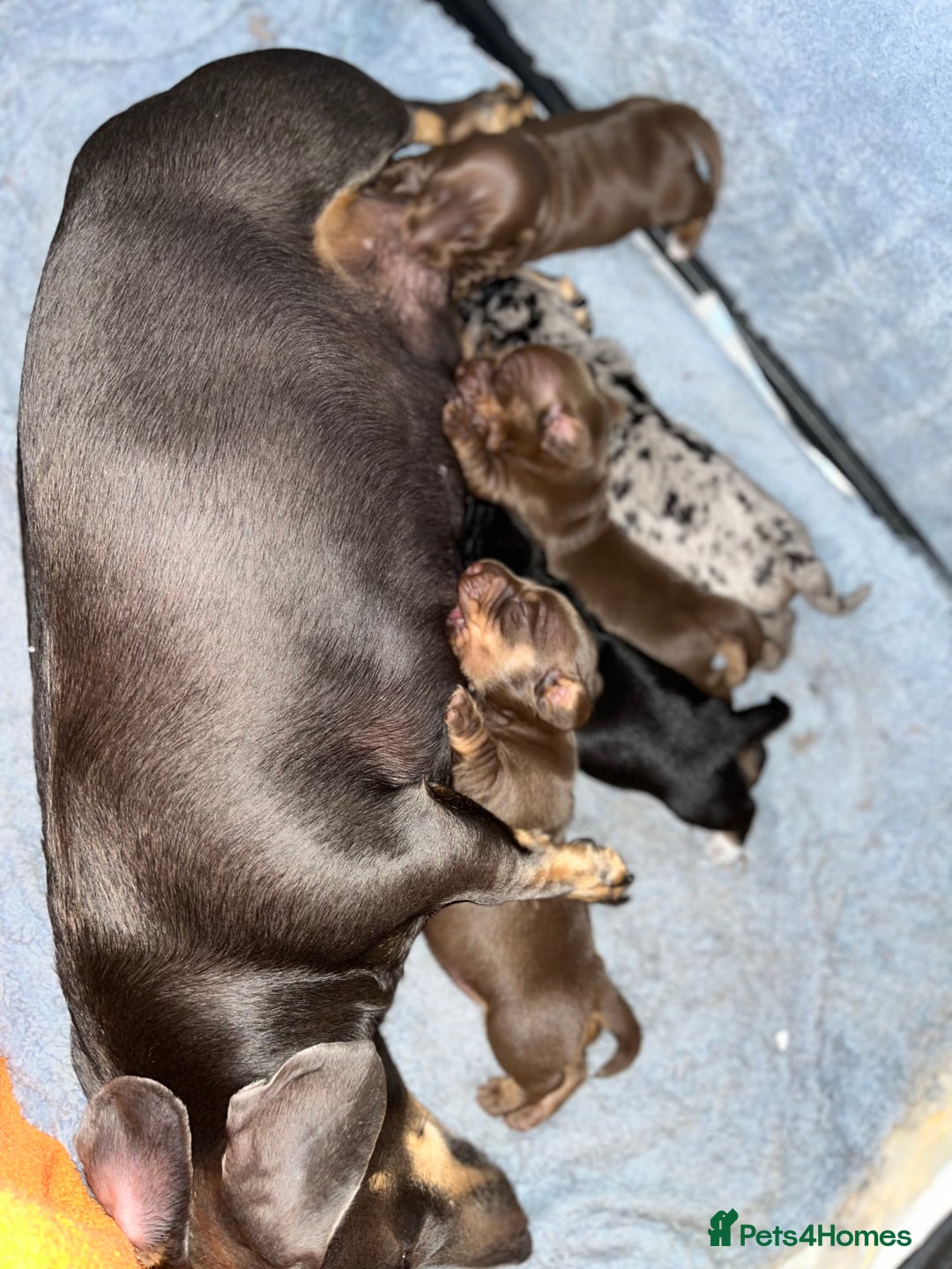 Dachshund dogs for sale: Beautiful miniature dachshund puppies - Image 19