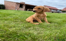 Labrador Retriever dogs for sale: Beautiful Fox Red Labrador Puppies For Sale - Image 5