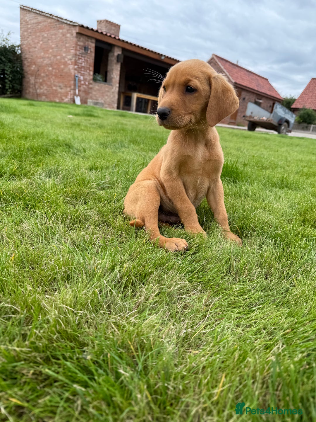 Labrador Retriever dogs for sale: Beautiful Fox Red Labrador Puppies For Sale - Image 5