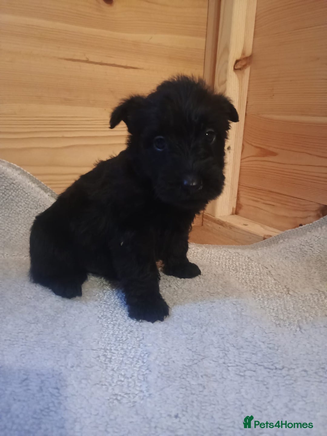 Mixed Breed dogs for sale: Scottish terrier x miniature schnauzer  - Advert 3