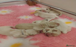 Golden Retriever dogs for sale: KC Fully health tested Golden retriever puppies - Image 12