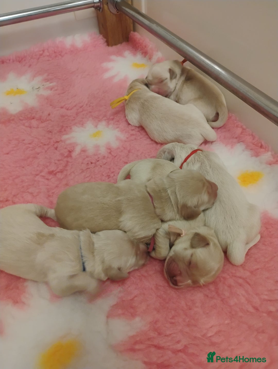 Golden Retriever dogs for sale: KC Fully health tested Golden retriever puppies - Image 12