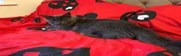 Maine Coon cats for sale: Maine Coon Kittens – 4 Available !!! - Advert 32