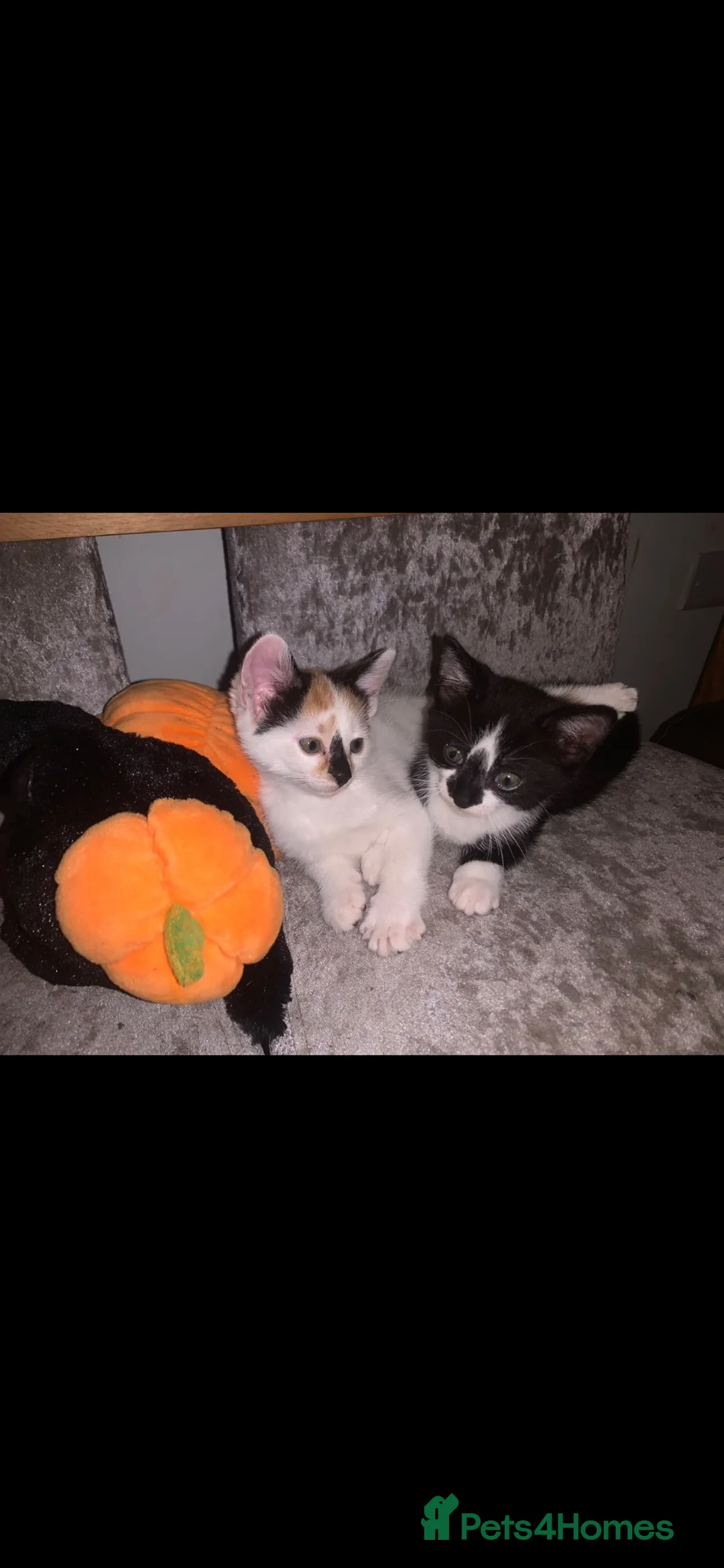 Mixed Breed cats for sale: Two beautiful kittens for sale  - Advert 2