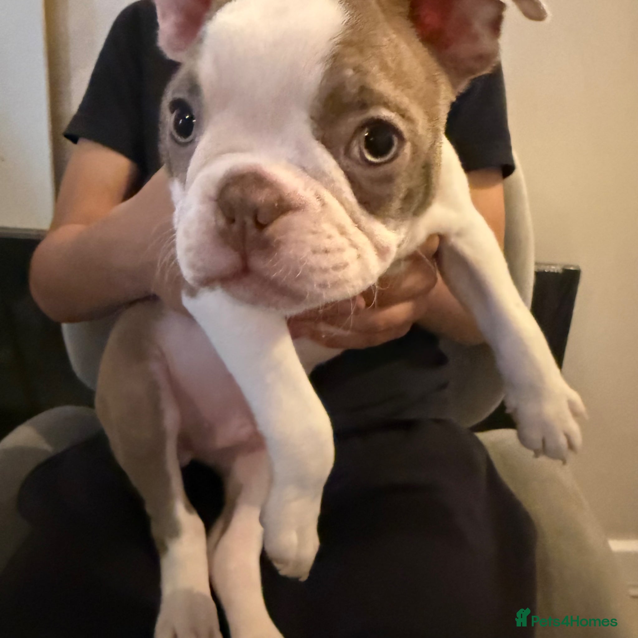 Boston Terrier dogs KC registered Boston Terrier ready now  - Advert 2
