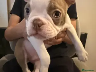 Boston Terrier dogs KC registered Boston Terrier ready now - Advert 2