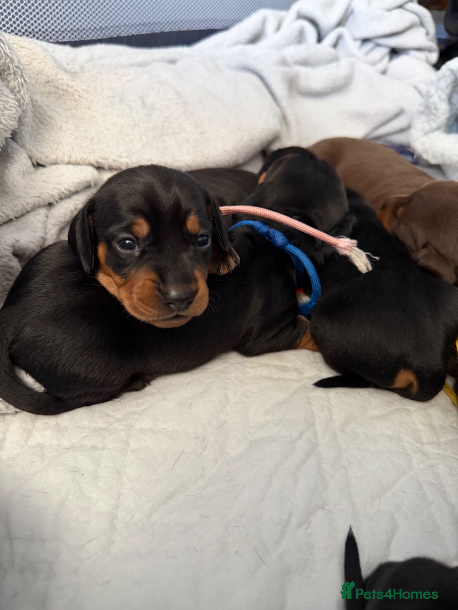Miniature Dachshund dogs 6x miniature dachshund puppies - Advert 2