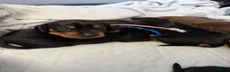 Miniature Dachshund dogs for sale: 6x miniature dachshund puppies - Advert 2