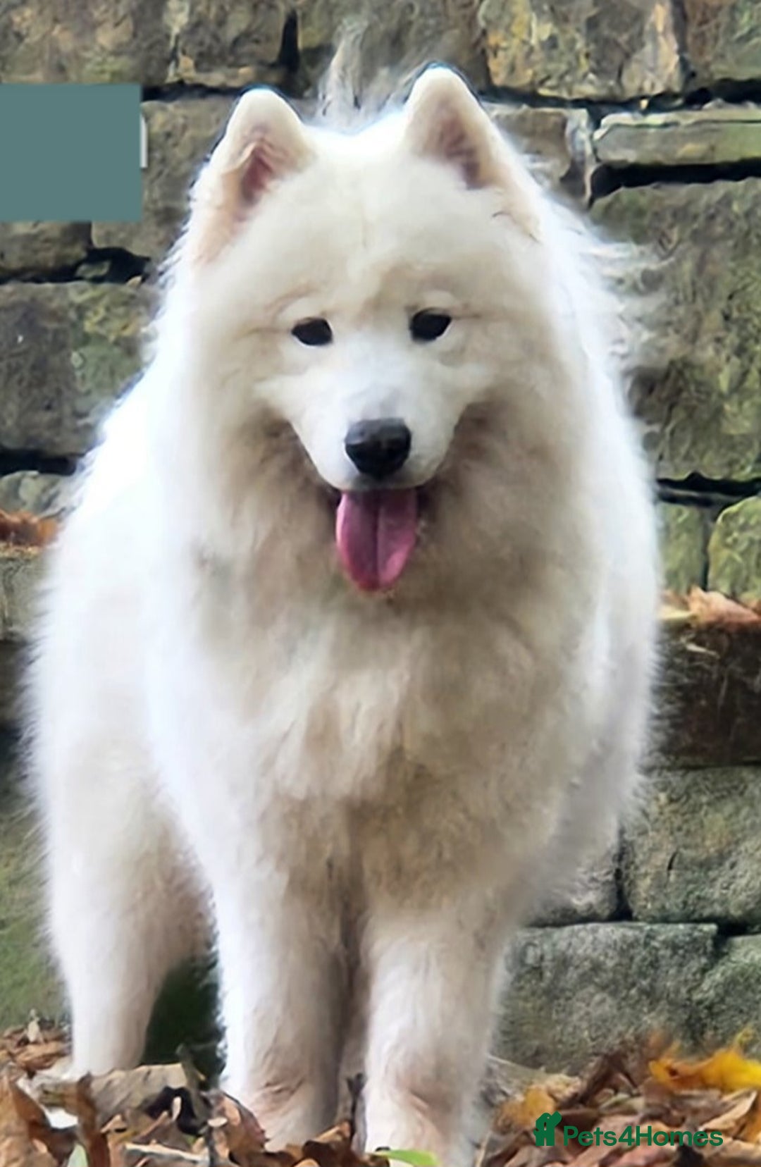 Samoyed dogs for sale: Female Chunky Pedigree Samoyeds Avaliable  - Advert 12