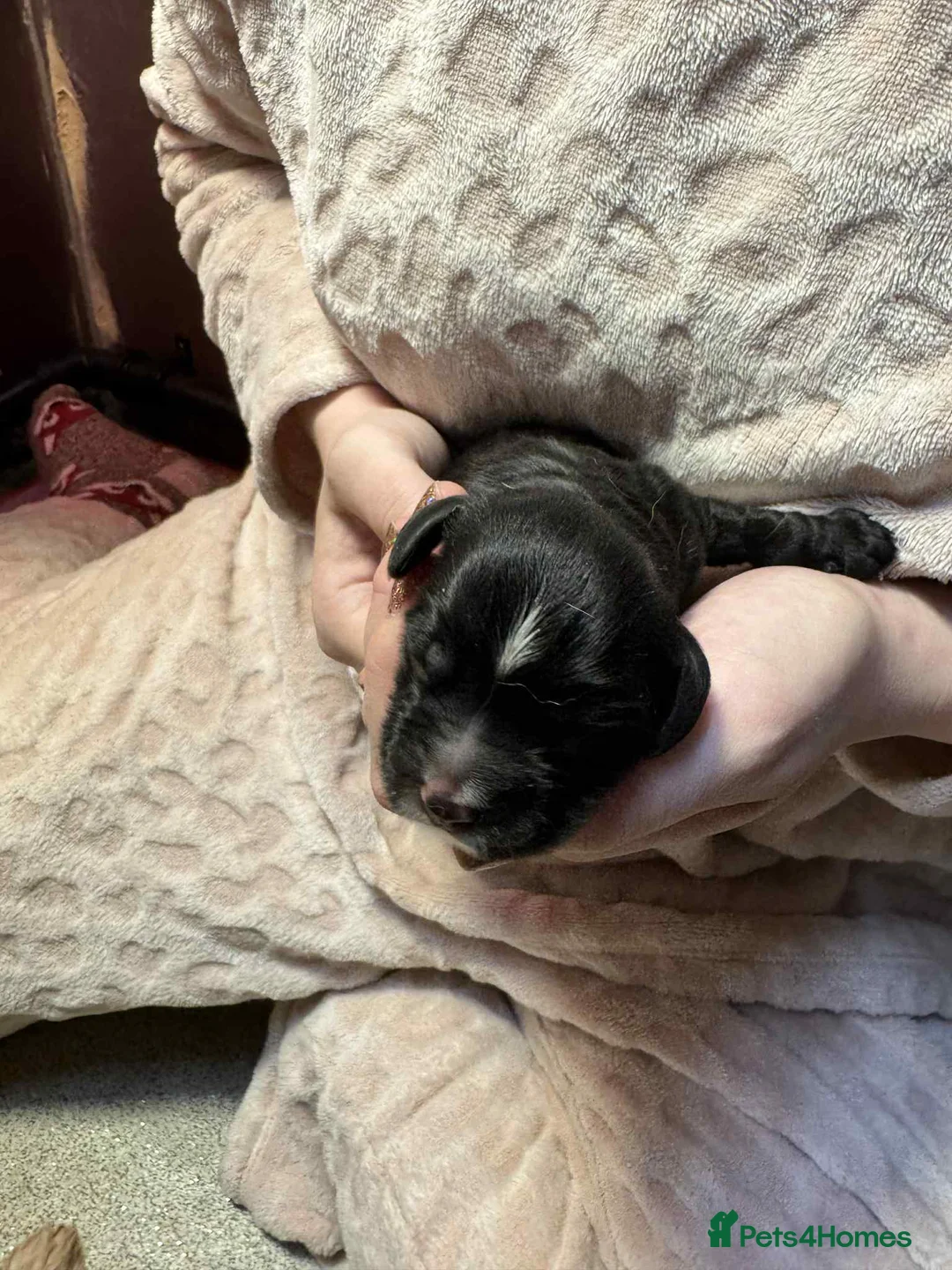 Cocker Spaniel dogs for sale: 1 BLACK MALE LEFT. Working cocker spaniel KC reg  - Advert 8