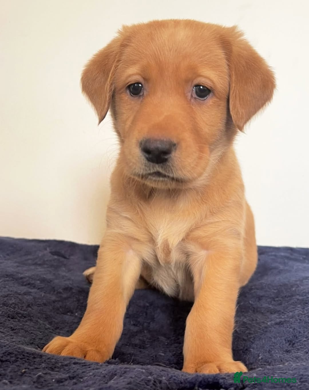 Labrador Retriever dogs for sale: Labrador puppies - Image 2